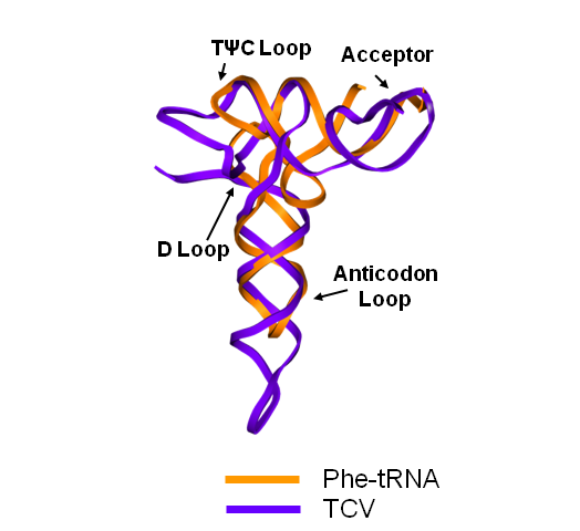tRNA-Shaped Structure in TCV 3' UTR