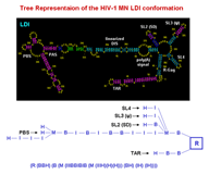 Tree representation of HIV-1 MN LDI conformation