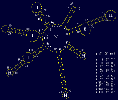 2D representation of RNA morphology