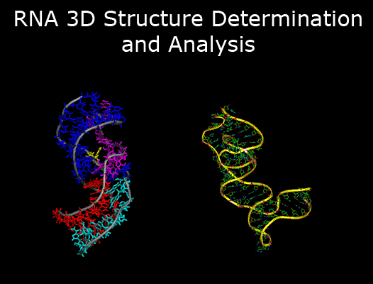 Animated 3D images of RNA molecules