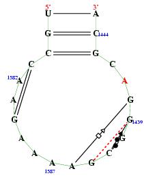 secondary structure of junction 1401